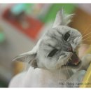 루시펫살롱 이미지