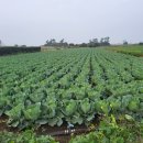 상모리-17 이미지