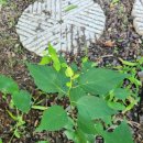 고창초등학교 이미지