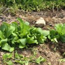 뽑기농장 이미지