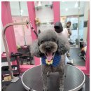 로미 펫 살롱 이미지