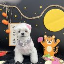 동글동글 애견미용실 이미지