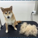 즐거운 애견미용 이미지