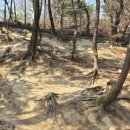 애완동물원 | 대전 오월드 봄나들이 추천 플라워랜드 불꽃쇼 동물원까지 사파리투어 후기