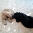 별에서 온 뿌꾸 이미지