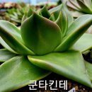 쿤타킨테 이미지