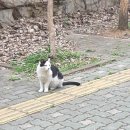 고양이숲 이미지