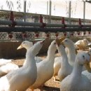 마늘오리 이미지