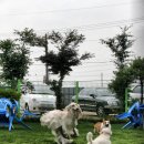 퍼피랜드 이미지