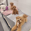 에덴유치원 | 24시간 돌봄 가능한 화곡동 애견유치원, 에덴 이용 솔직후기