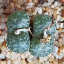 스테이너와 이미지