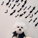 마이리틀멍 이미지