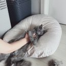 -고양이 셀프미용 후기: 니 맘대로 해라 모드...팁은 없습니다.
