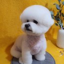 다이아몬독 이미지