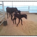 일호축사 이미지