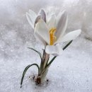 신강얼음