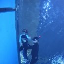 초등4학년의 체험다이빙~(SM다이빙 송도잠수풀장교육 인천송도스쿠버다이빙) 이미지