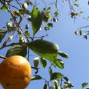 서원농장 이미지