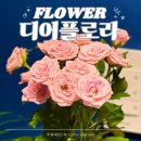 디어플로라 생화 꽃배달 후기 스프레이 햇살 장미 꽃말