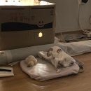 가나 가축인공수정소 | 유정란 부화 일기 3 (인공 파각과의 싸움)