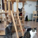 [고양이카페 - 고양이다락방 & 고양이랑]고양이와 함께 보내는 힐링타임 이미지