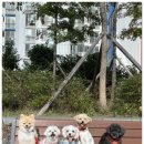 동면유치원 | [양산 애견유치원 추천] 디엠 다우리 도그 센터에서 10회권 이용해 본 솔직한 후기👍