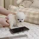 멈미스 이미지