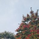 올레관광호텔 이미지