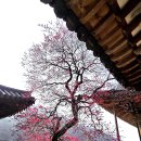 가좌1-12-038 | 매화-2026-038. 구례 화엄사 <상월매> - 서릿달(음력 11월)에도 피는 매화 (2026.03.27.)