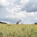 [2026.02.08] #3. 마사이마라 2박 3일 사파리투어(Balu Travel) / 사파리 숙소 Mara Hilltop