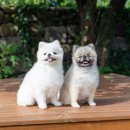 아후이호우 | 제주도 강아지 동반 숙소 아후이호우 2호점 리얼 후기
