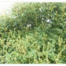 넝쿨장미집 이미지