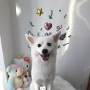 우주펫애견미용 이미지