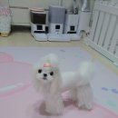 슈가뽀또