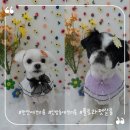 플로라펫 살롱 이미지