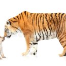 하룻강아지 이미지