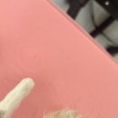 러브시티독 이미지