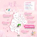 백운면 벚꽃길 이미지