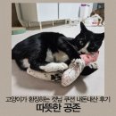 따공 이미지