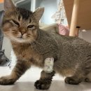 아이튼튼동물병원 | 튼튼동물병원 중성화 적극 추천 후기‼️❤️