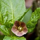 두리반디 이미지