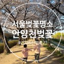 아름드리공원 | (안양천 벚꽃) 2026 서울 봄꽃 명소, 안양천 벚꽃길 산책 후기