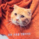 고양이 보면 규니 생각나서ㅎ 이미지