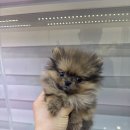 댕댕프렌즈