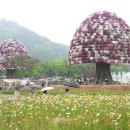 함평나비(무안) 이미지