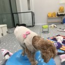 펫어디가 이미지