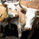 정오교통(주) 이미지