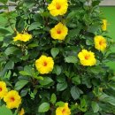 무궁화비료 이미지