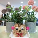 팔팔사 | 전북전주 원예치료사 미술심리상담사 자격증과정 3주차(수시모집)후기