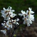3월 25일의 꽃은 '미선나무(White forsythia)' 이미지